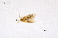 藏品(毒蛾科)的圖片